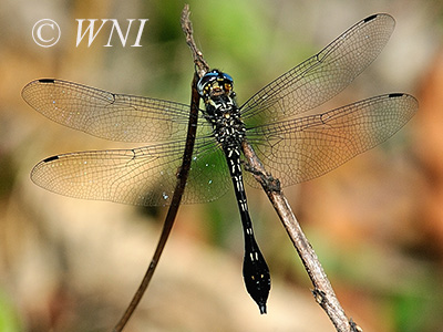 Club-tailed Skimmer (Scapanea frontalis)